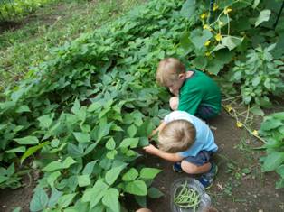 4 Seasons Preschool Students Harvesting Garden